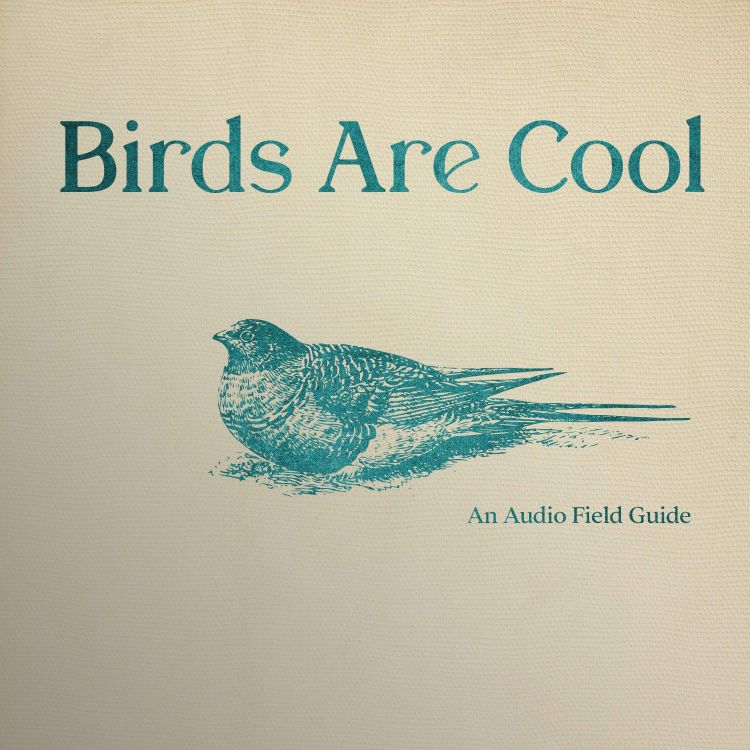 cover art for Birds Are Cool