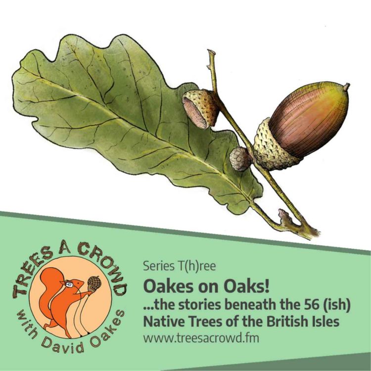 cover art for Oakes on Oaks: Introducing our 56(ish) Trees