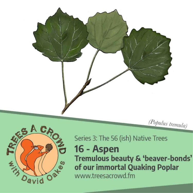 cover art for Aspen: The tremulous beauty & ‘beaver-bonds’ of our immortal Quaking Poplar