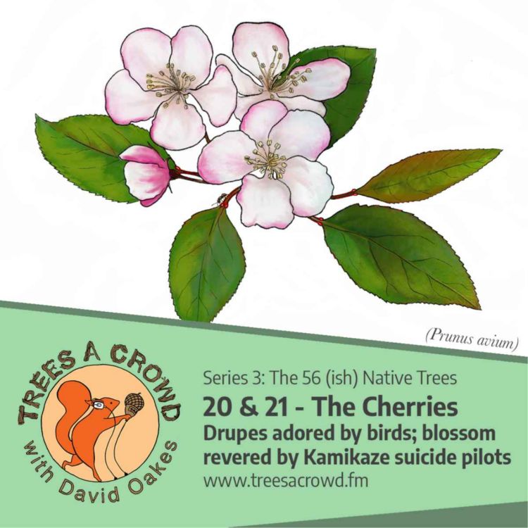 cover art for The Cherries: Drupes adored by birds; blossom revered by Kamikaze suicide pilots 