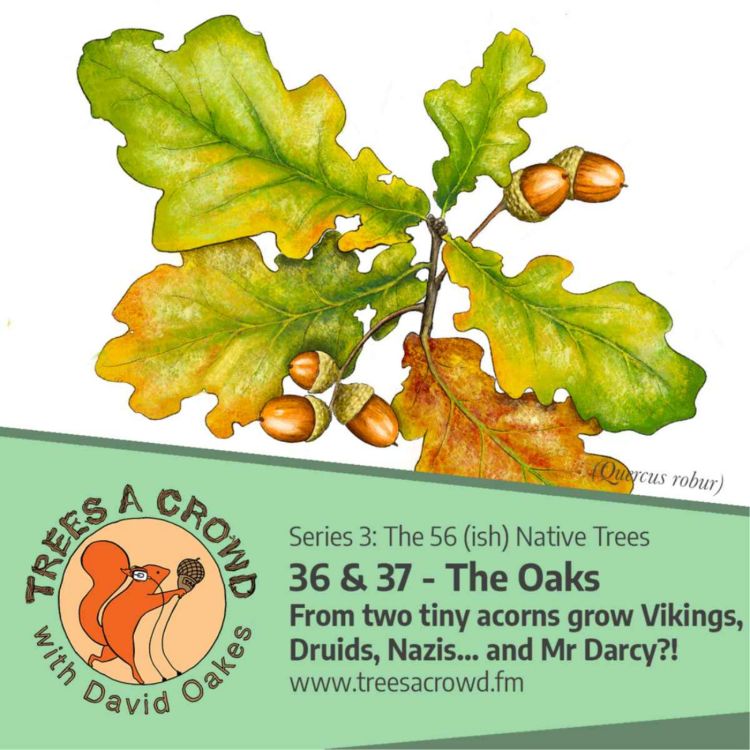 cover art for The Oaks: From two tiny acorns grow Viking Gods, Druidic ritual sacrifice, Nazis and... Mr Darcy?!