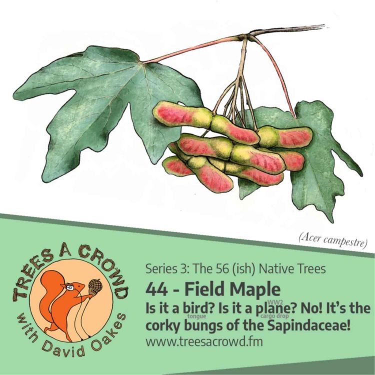 cover art for Field Maple: Is it a BIRD (tongue)? Is it (an experimental Second World War) PLANE (cargo drop)? No! It's the colourful corky bungs of the SAPINDACEAE!