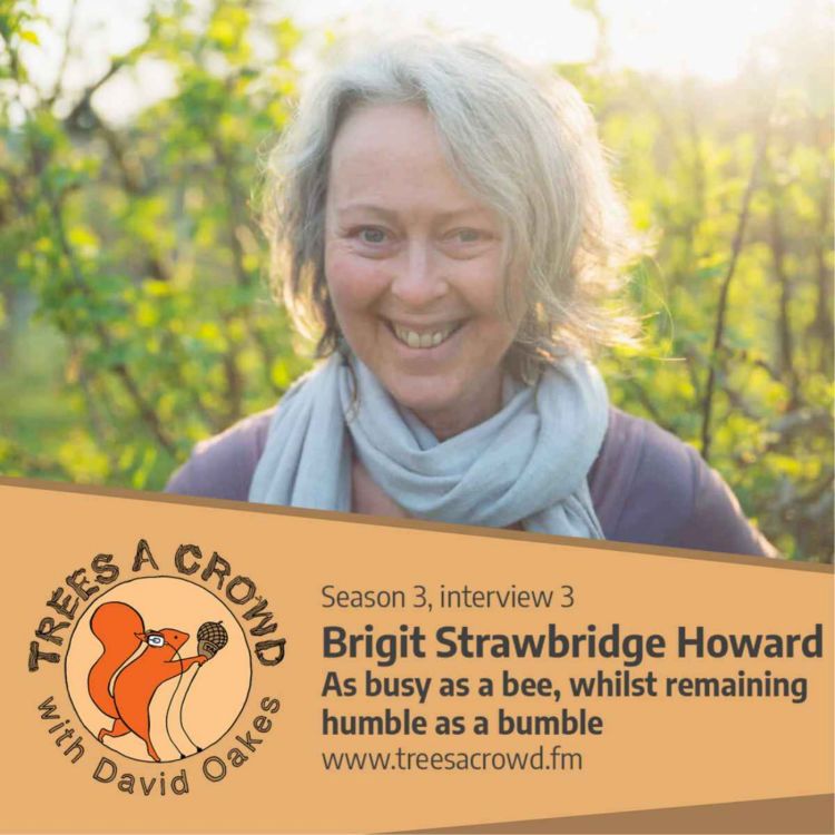 cover art for Brigit Strawbridge Howard: As busy as a bee, whilst remaining humble as a bumble