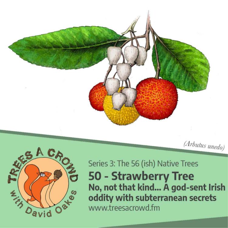 cover art for Strawberry Tree: No, not that kind... rather, a god-sent Irish oddity with several subterranean secrets