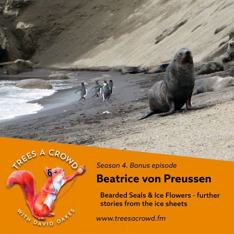 cover art for Bonus Beatrice: Bearded Seals & Ice Flowers - further stories from the ice sheets