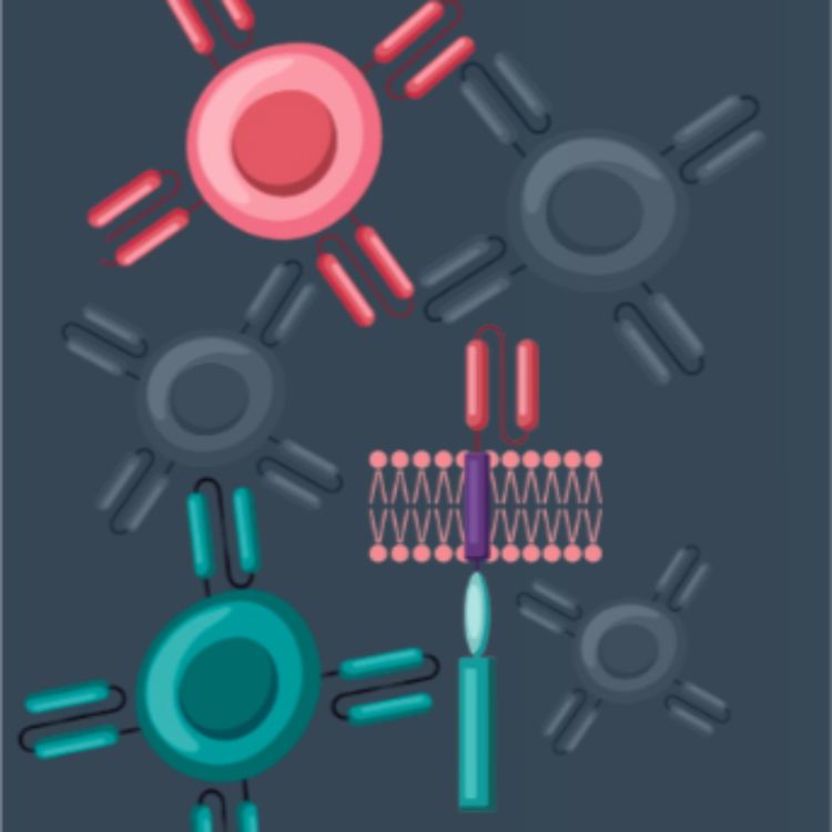 cover art for CAR-T and CAR-NK cell therapies