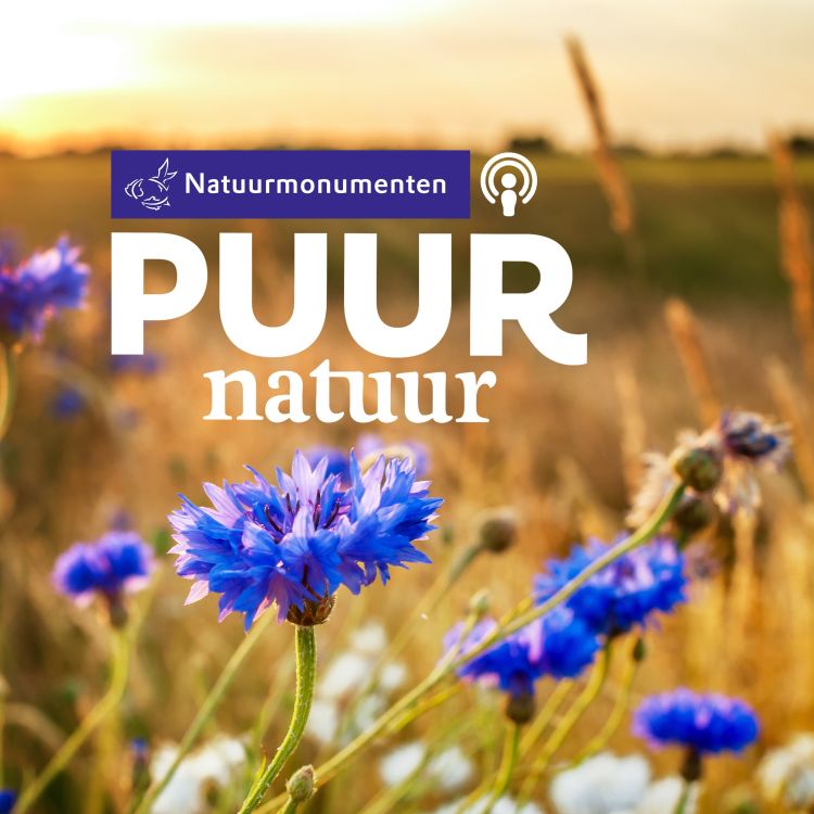 cover art for Puur Natuur: Sanne Van Gemerden & Arjen Van Buuren over wilde bloemen in landbouw en eigen tuin