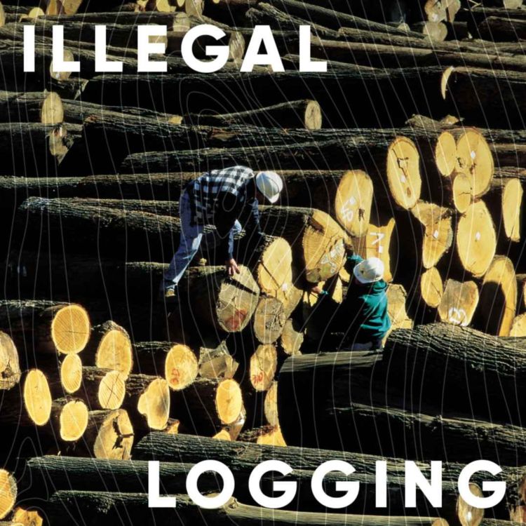 cover art for S1E3: Illegal logging with guests Formafantasma, Constance McDermott and Rupert Oliver