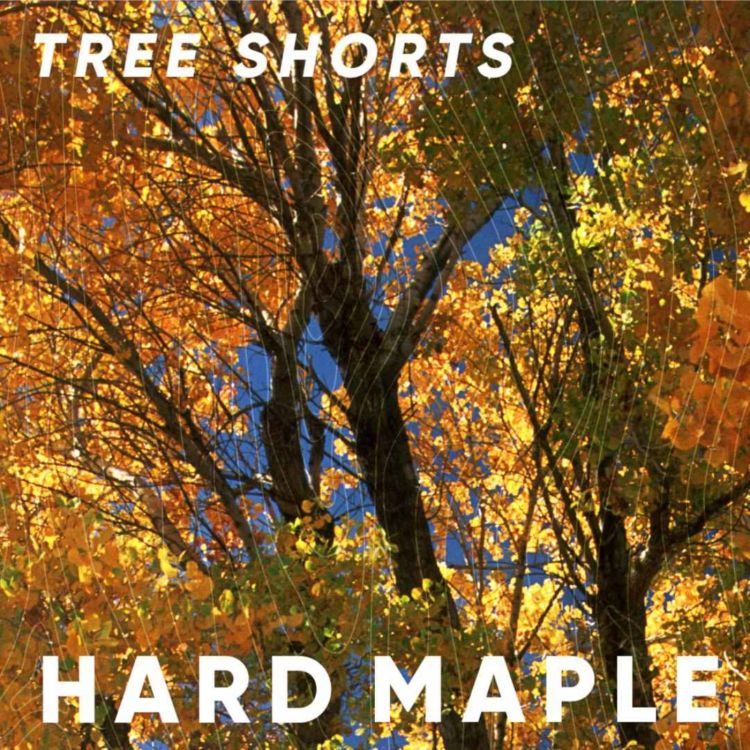 cover art for Tree shorts: hard maple 