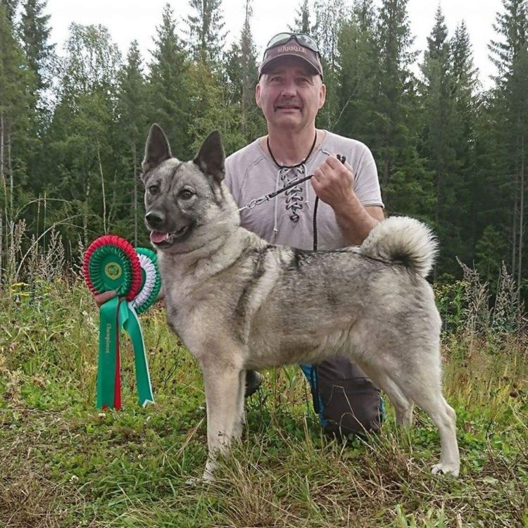 cover art for NEG, Karelsk Bjørnehund, Losnabakken Kennel, valpetid og avl med Geir Langset!