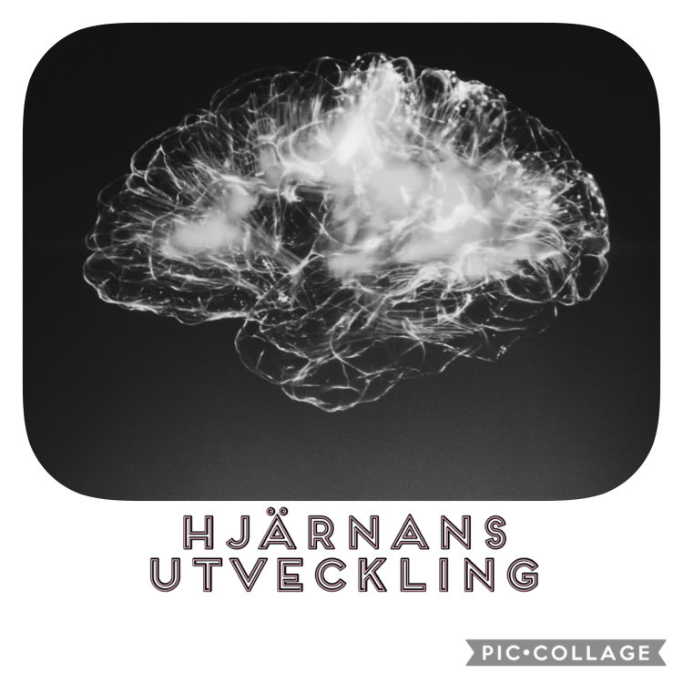 cover art for 95. Hjärnans utveckling