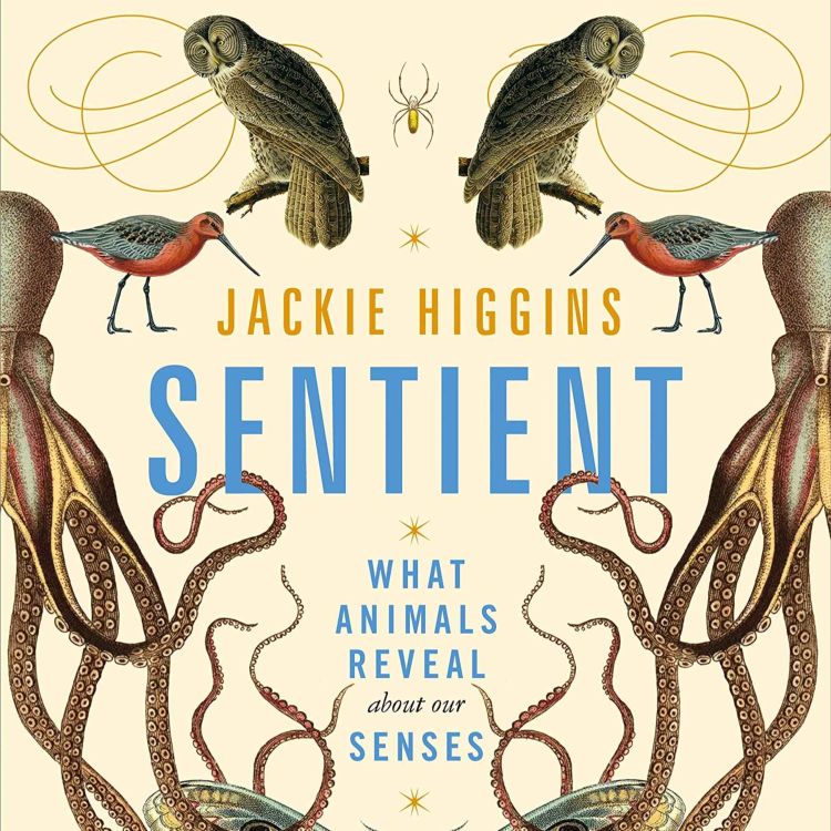 cover art for Little Atoms 720 - Jackie Higgins' Sentient