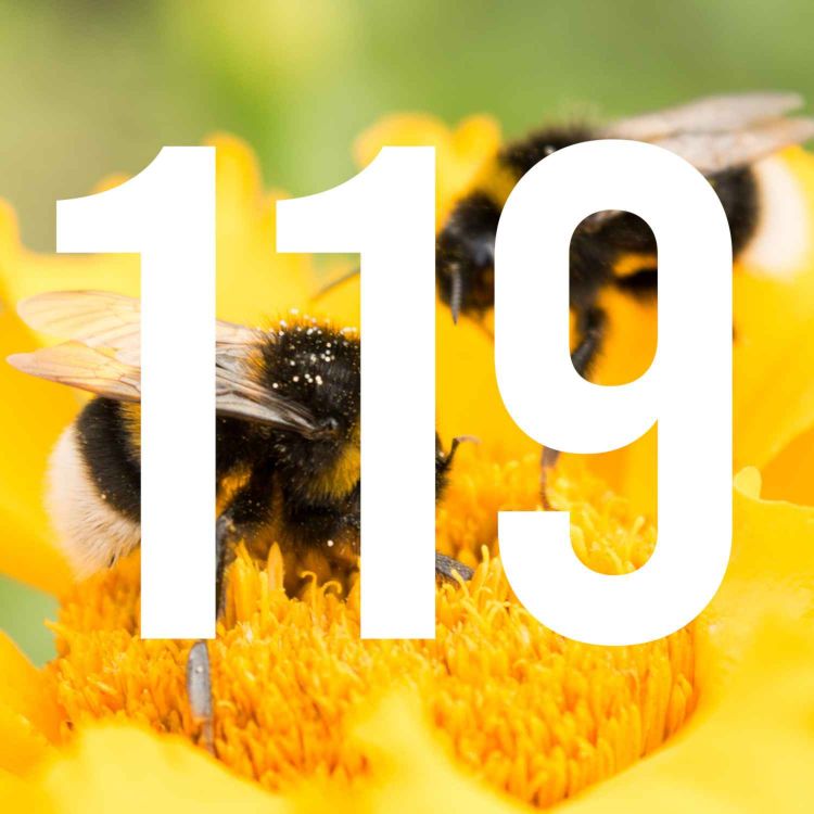 cover art for 119 - Bring on the Bees