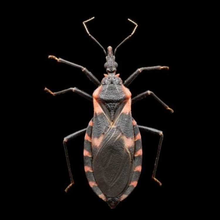 cover art for Episode 32: Chagas disease in the United States