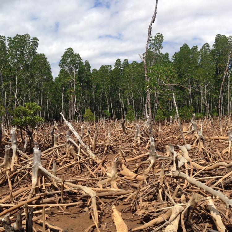 cover art for Episode 31: Connecting Deforestation and Disease