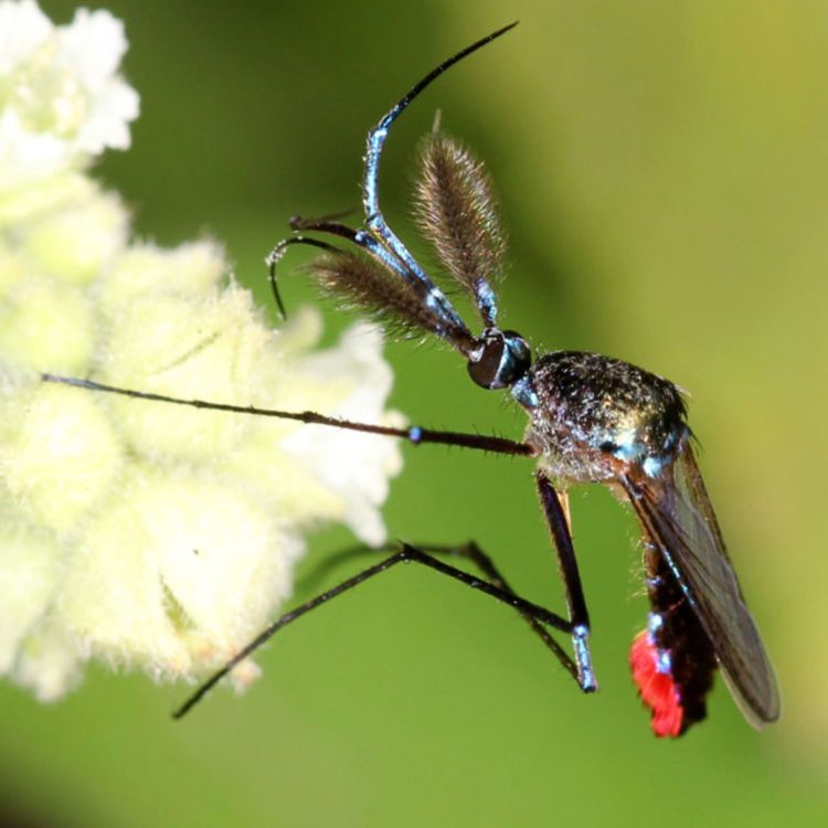 cover art for Episode 24: Do mosquitoes bite each other?