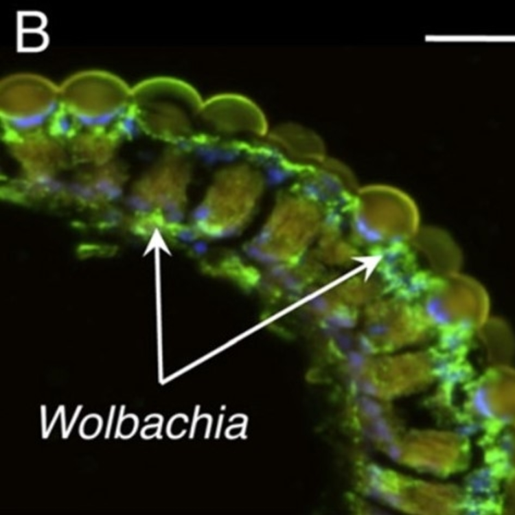 cover art for Episode 23: What is this new mosquito control technique called Wolbachia?