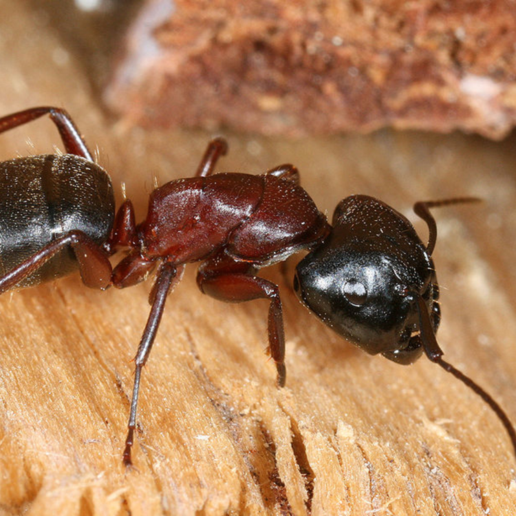 cover art for Episode 18: The use of viruses to control pest insects like carpenter ants