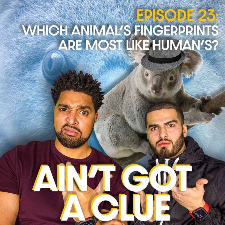 cover art for 023 - Which animal's fingerprints are most like humans?