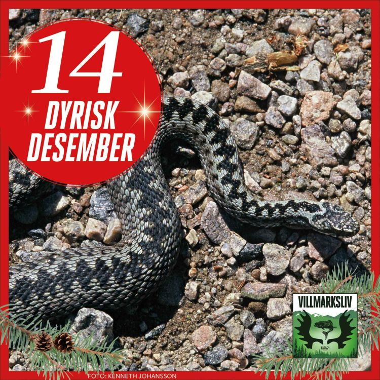 cover art for Dyrisk Desember 14: Hoggorm – en giftig halvmeter