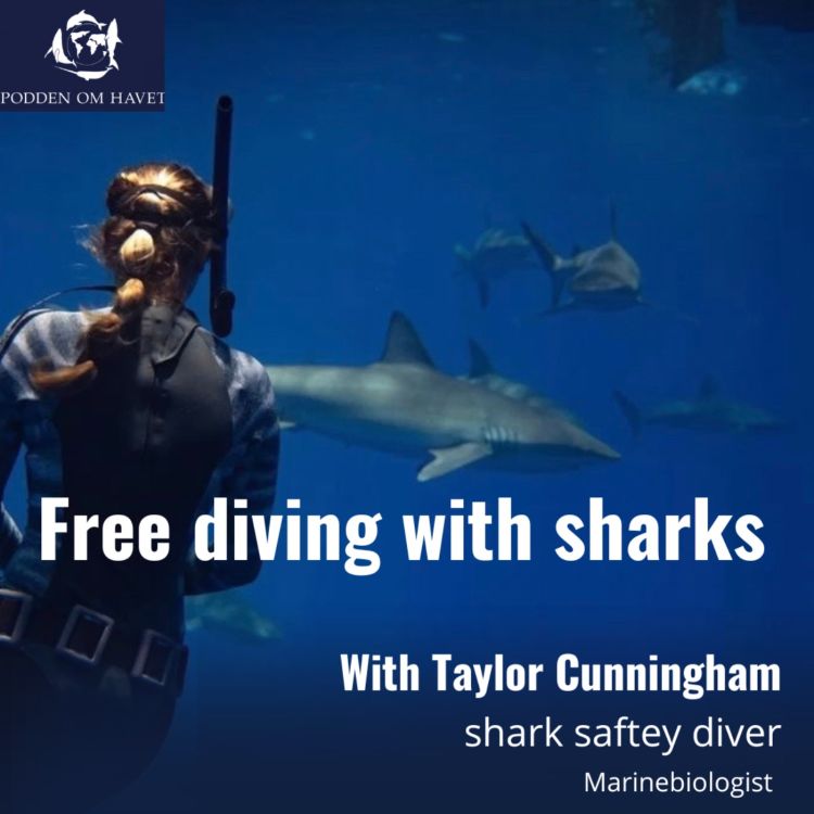 cover art for Diving with sharks with Taylor Cunningham