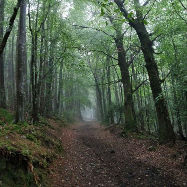 cover art for A Human History of Forests and Woodlands in Ireland