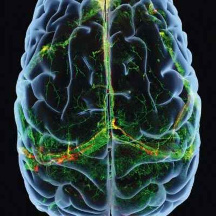 cover art for Comparable roles for serotonin in rats and humans for computations underlying flexible decision-making