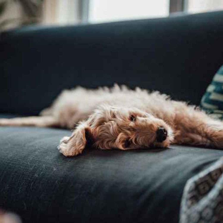 cover art for Pets experiencing separation anxiety during the back-to-school season