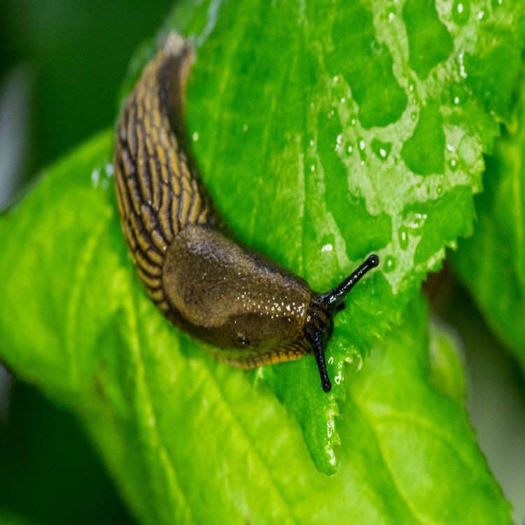 cover art for 5004: LISTEN¦ Slugs - a gardener's friend or foe? The Wildlife Trust is encouraging people to think differently about these slimy garden creatures. John spoke to Abi March from the Wildlife Trust