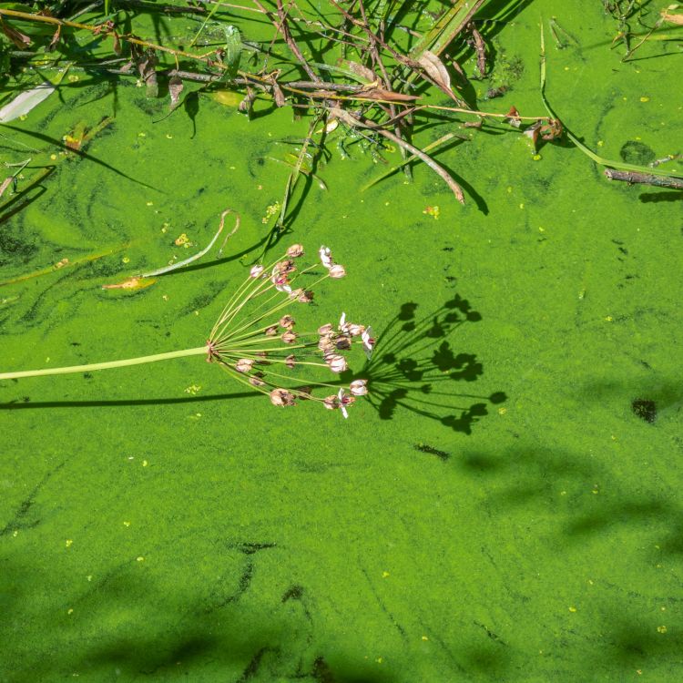 cover art for 5075: LISTEN¦ Could the re-appearance of blue-green algae on Lough Neagh pose serious health concerns? Frank spoke to expert Dr Neil Reid, from Queens University