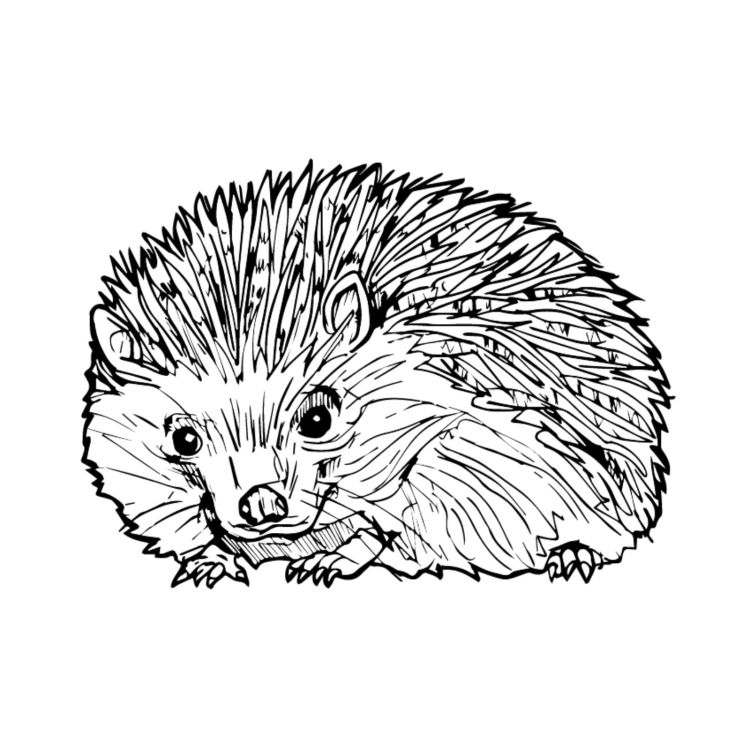 cover art for Heligan’s Hedgehog – Hannah Stitfall