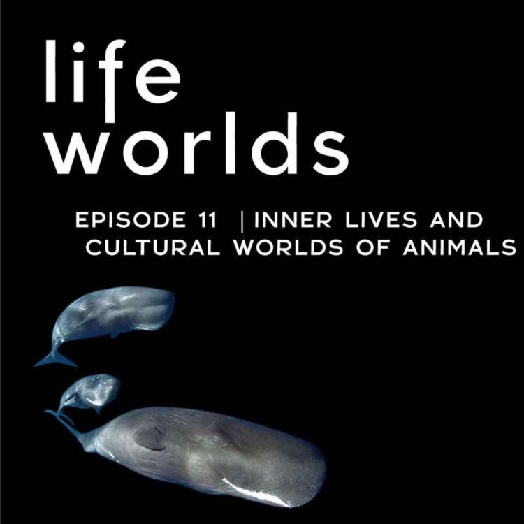 cover art for 11. The Inner Lives and Cultural Worlds of Animals – with Carl Safina