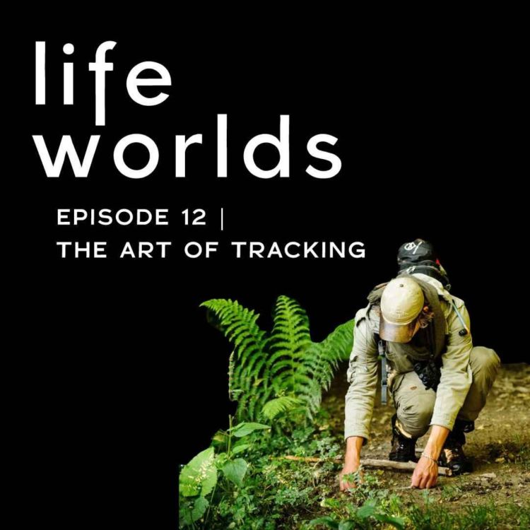 cover art for 12. The Art of Tracking & Wild Bison - with Toni Romani