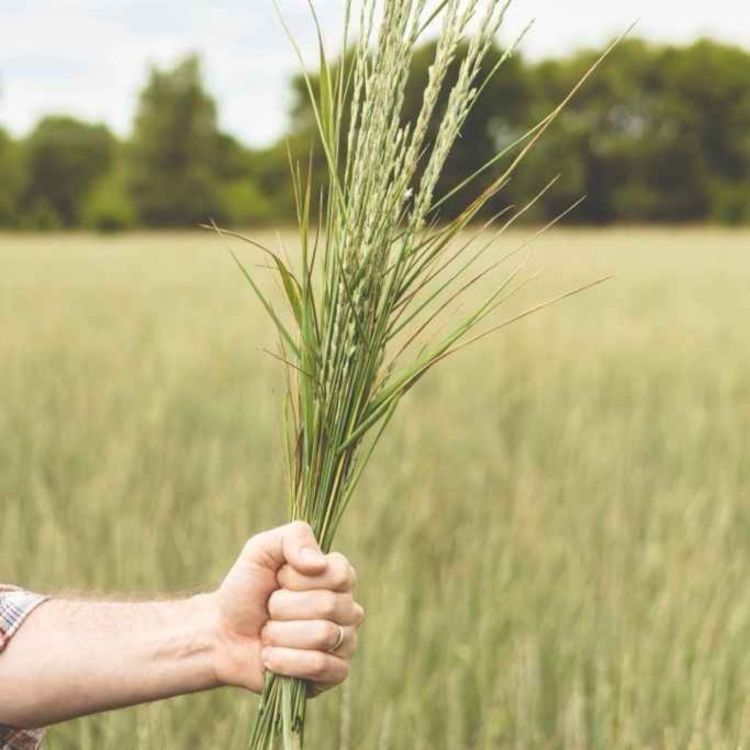 cover art for Specialty Grain Markets