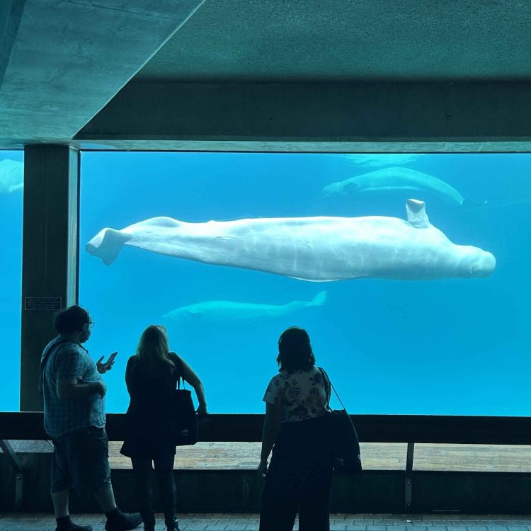 cover art for Marineland Guilty Under Animal Cruelty Laws. Why is it Still Open?