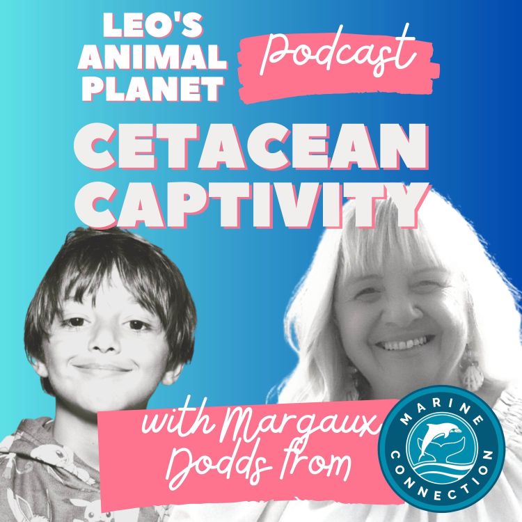 cover art for Stop Cetacean Captivity with Marine Connection