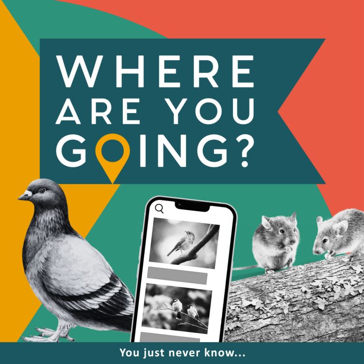 cover art for A Pigeon, Mice on a Log and a Bird App