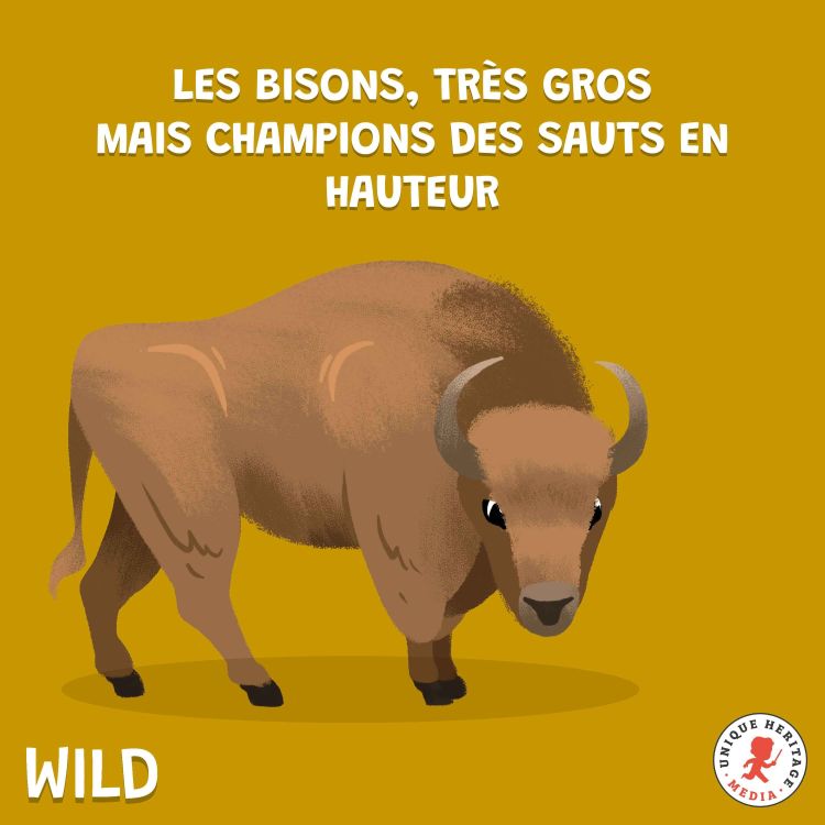 cover art for Les Bisons, très gros mais champions des sauts en hauteur !