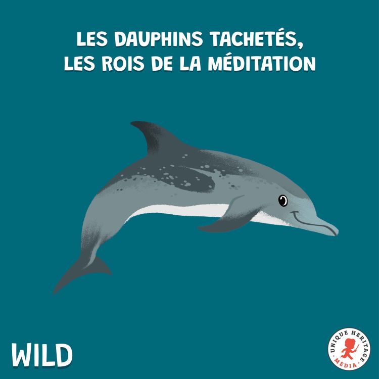 cover art for Les Dauphins tachetés, rois de la méditation 