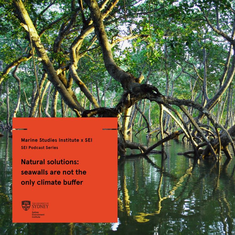 cover art for Natural solutions: seawalls are not the only climate buffer