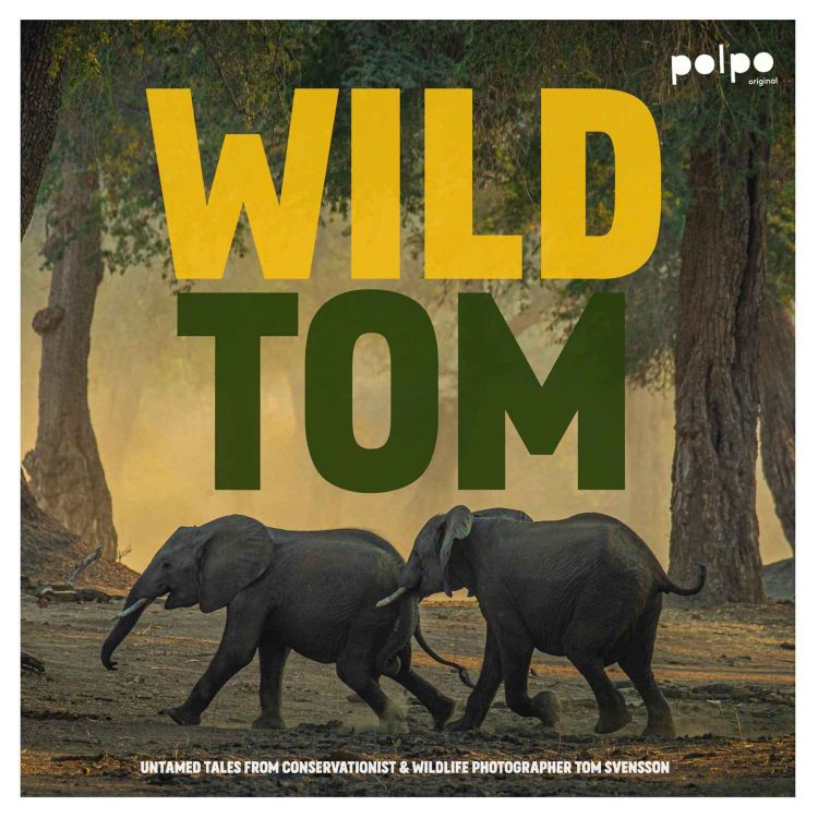 cover art for Trailer -  Wild Tom 