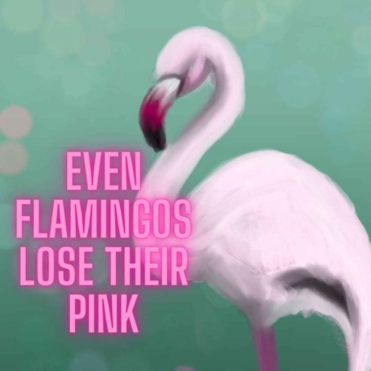 7 Reasons Why Pink Flamingos Are Absolutely Fabulous - Owlcation