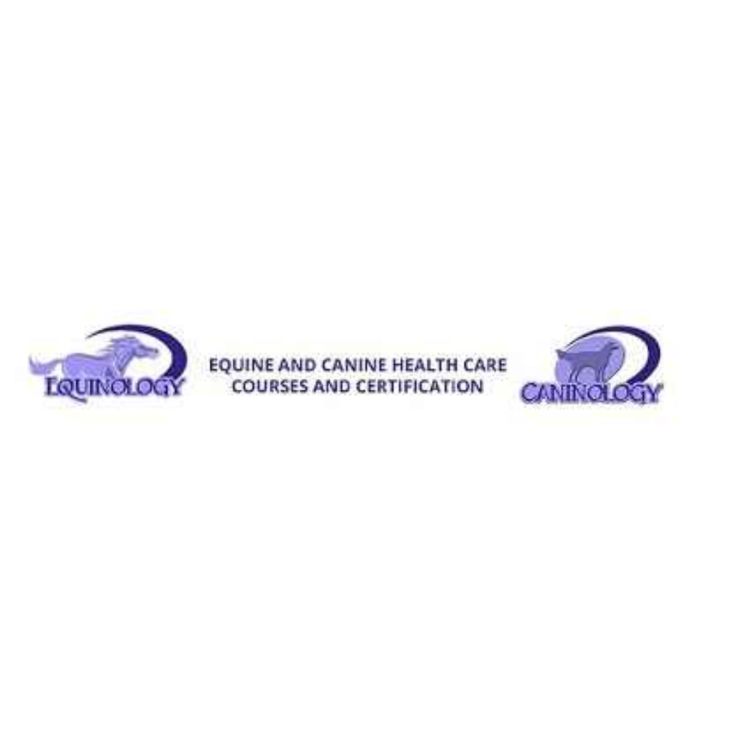 Equine massage therapy certification online clearance