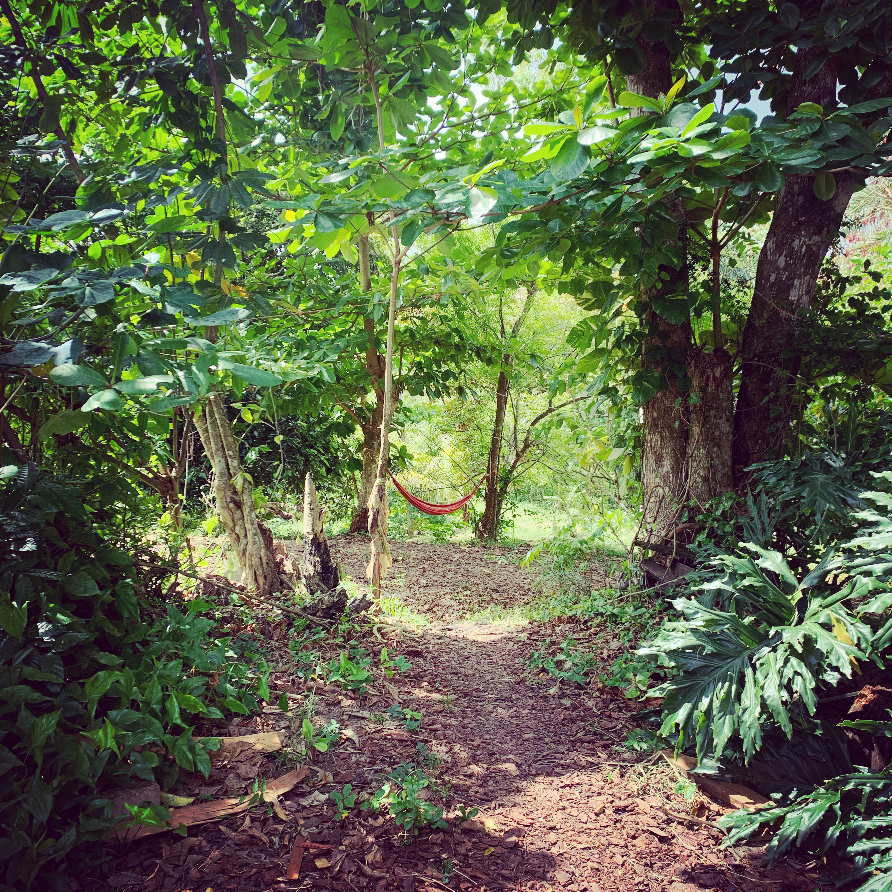 Silvermouse's home at Finca Maravilla in Aguada, PR