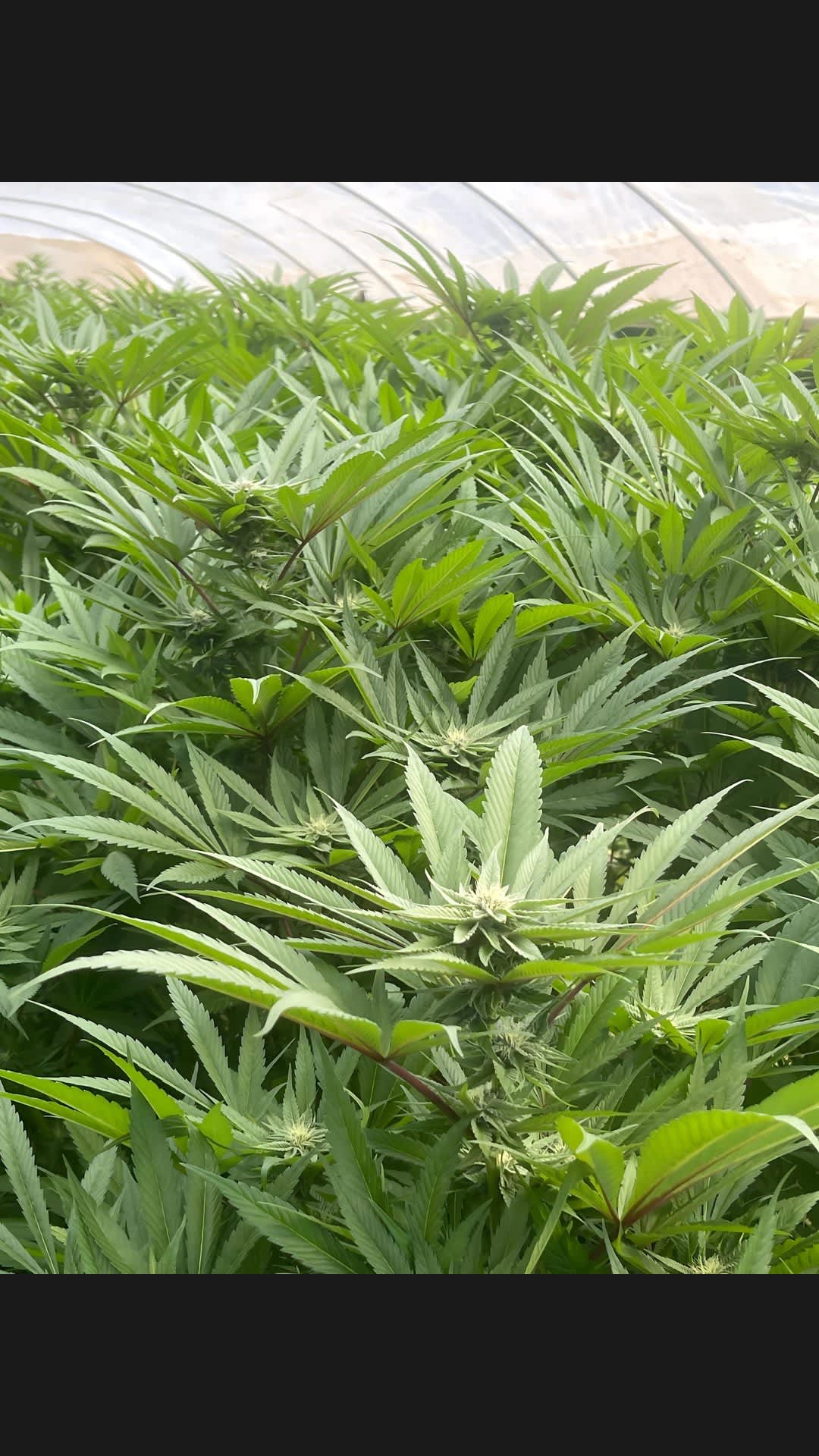 Single-source cannabis canopy in flower under a greenhouse