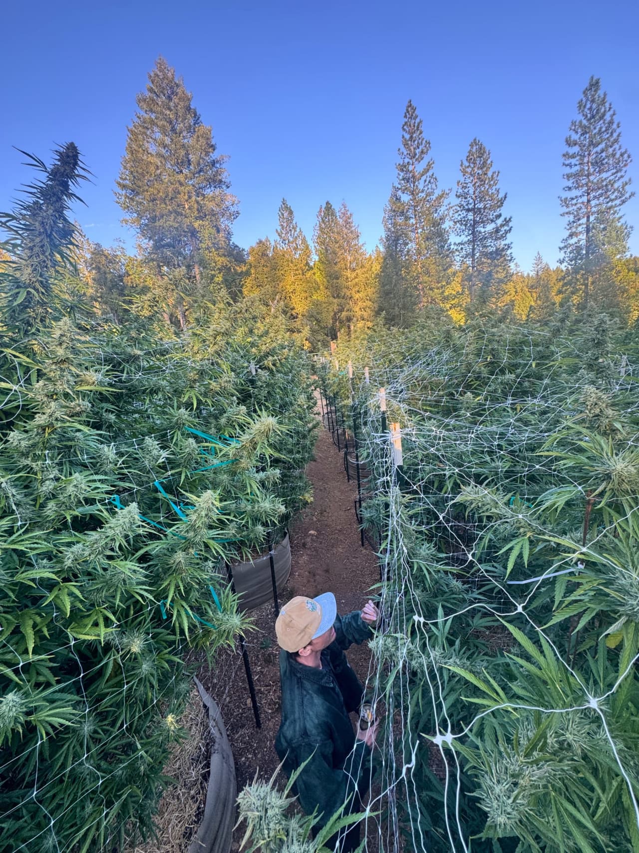 A grower inspecting flowering cannabis plants under trellis netting in a sun-grown outdoor canopy framed by tall pines on a Pistil Whip partner farm