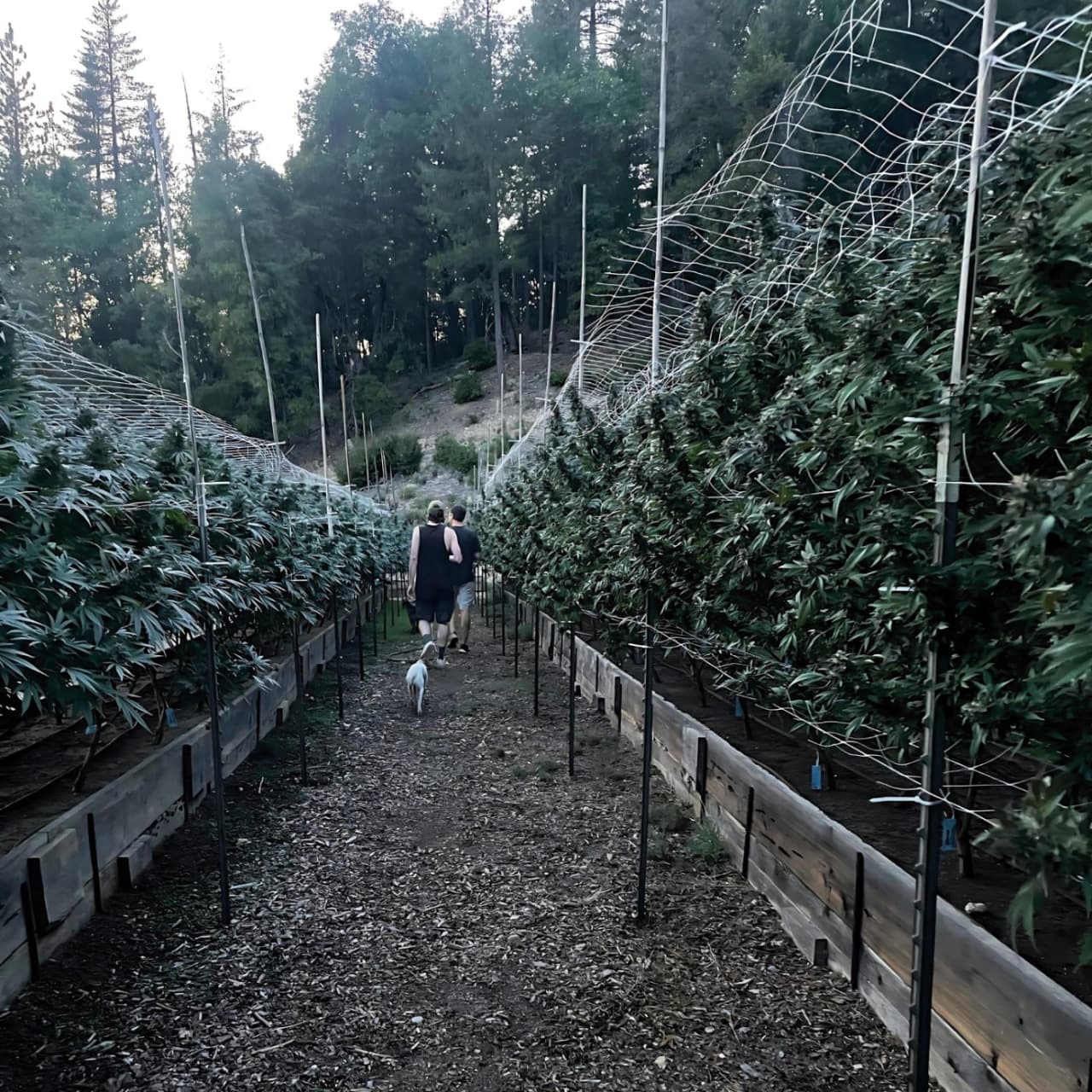 Growers and a dog walking the rows of a terraced mountain cannabis garden at dusk