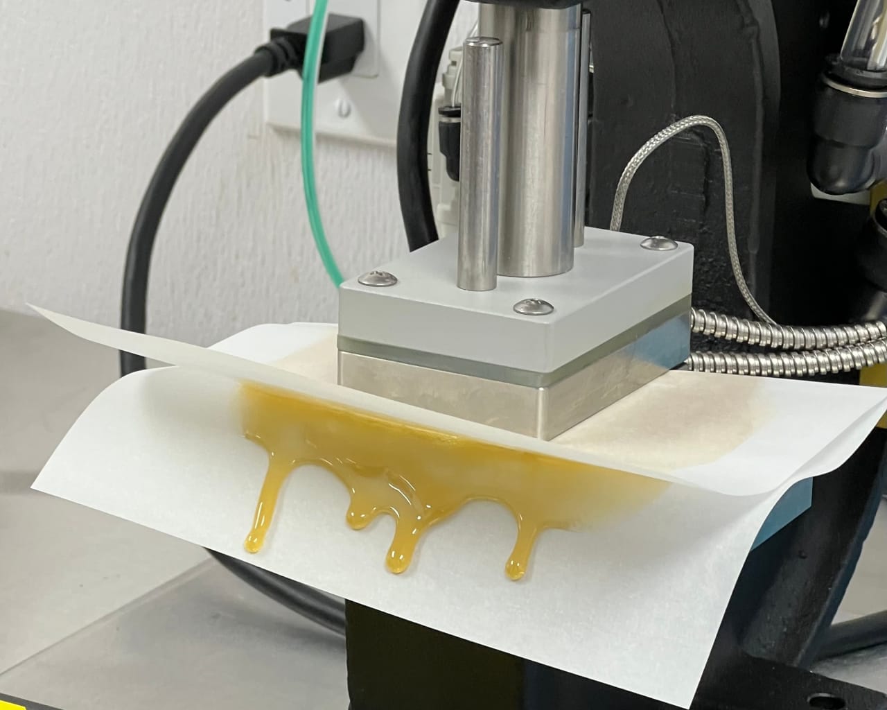 Fresh live rosin oozing onto parchment from a low-temp press