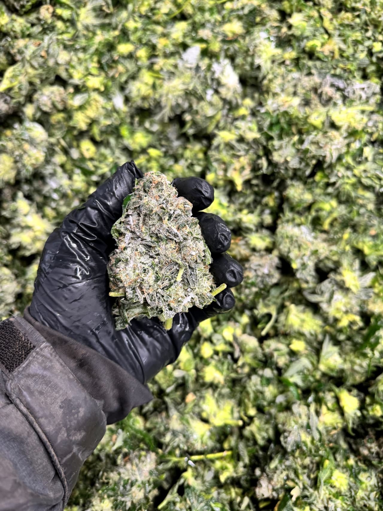 Gloved hand holding fresh-frozen flower