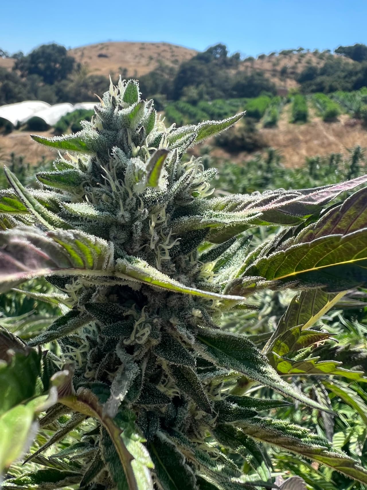 A resin-frosted flower in the field at Terp Canyon, our OCal-certified farm on California's Central Coast